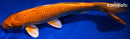 10.75" ORENJI OGON