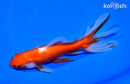 6" WATONAI GOLDFISH