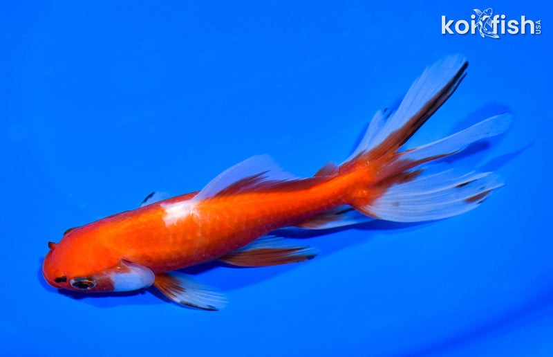 6" WATONAI GOLDFISH
