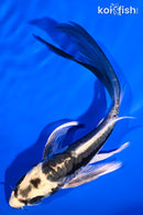 6" ARAGOKE KIN KIKOKURYU BUTTERFLY