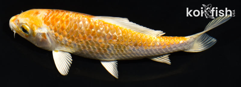 5" GINRIN HARIWAKE