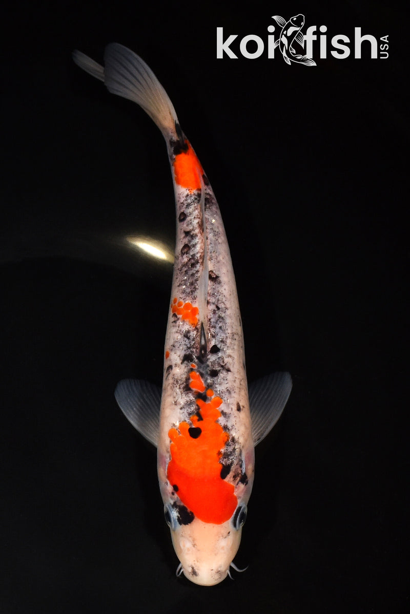 8.5" GOSHIKI
