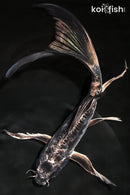 9.5" KIKOKURYU BUTTERFLY