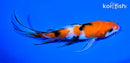 6" SANKE BUTTERFLY