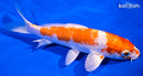 6.5" HARIWAKE