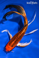 10" KUJAKU BUTTERFLY