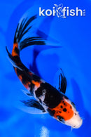 6.5" SHOWA BUTTERFLY