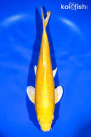 13.25" YAMABUKI OGON