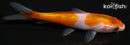 4.5" DOITSU GOROMO