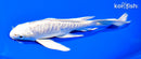 7" ARAGOKE PLATINUM OGON BUTTERFLY