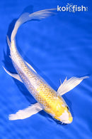 8" GINRIN LEMON HARIWAKE BUTTERFLY