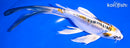 8" KIN KIKOKURYU BUTTERFLY