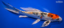 9" YAMATO NISHIKI BUTTERFLY