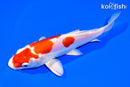 6.5" KIKUSUI