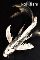 8.5" KIKOKURYU BUTTERFLY