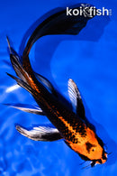 8.75" ORENJI MATSUBA BUTTERFLY