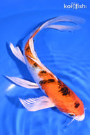 7.75" YAMATO NISHIKI BUTTERFLY