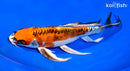 10.5" BENI KIKOKURYU BUTTERFLY
