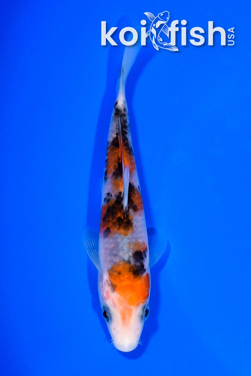 4.75" SANKE