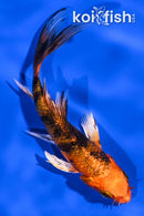 4.25" KIN HI UTSURI BUTTERFLY