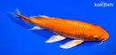 9.5" ORENJI OGON BUTTERFLY