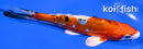 6.25" HEISEI NISHIKI
