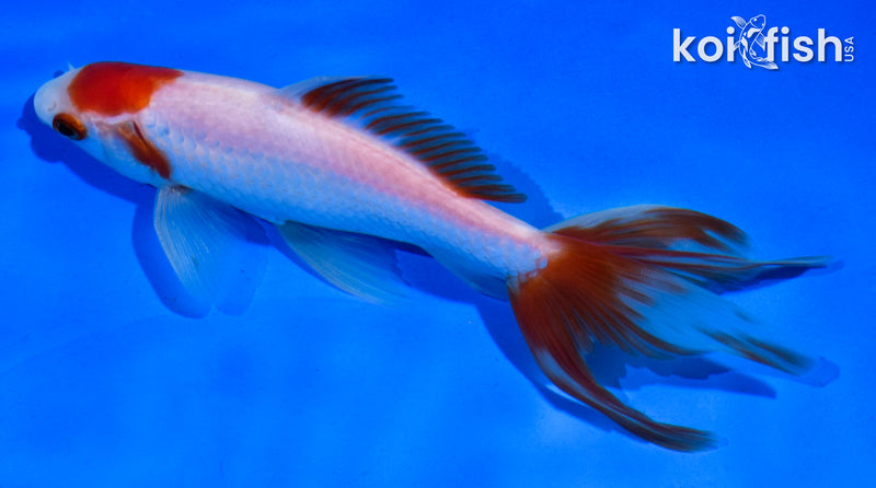 5.5" MARUTEN WAKIN GOLDFISH