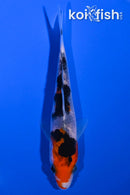 4.75" SANKE