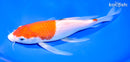 8.75" KOHAKU BUTTERFLY