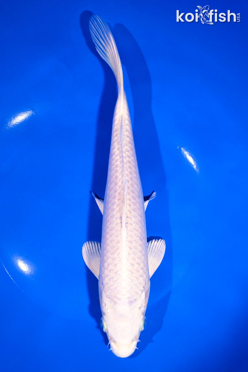 9.25" PLATINUM OGON