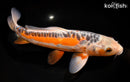 12.75" HI SHUSUI