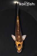 5.25" BENI KIKOKURYU