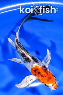 6" YAMATO NISHIKI BUTTERFLY