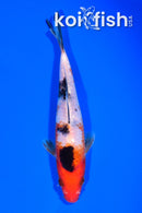 5.75" SANKE