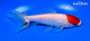 5.5" SARASA WAKIN GOLDFISH
