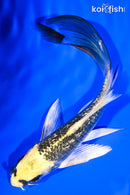 6" GINRIN KIN KI MATSUBA BUTTERFLY