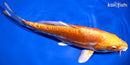 9.25" DOITSU ORENJI OGON
