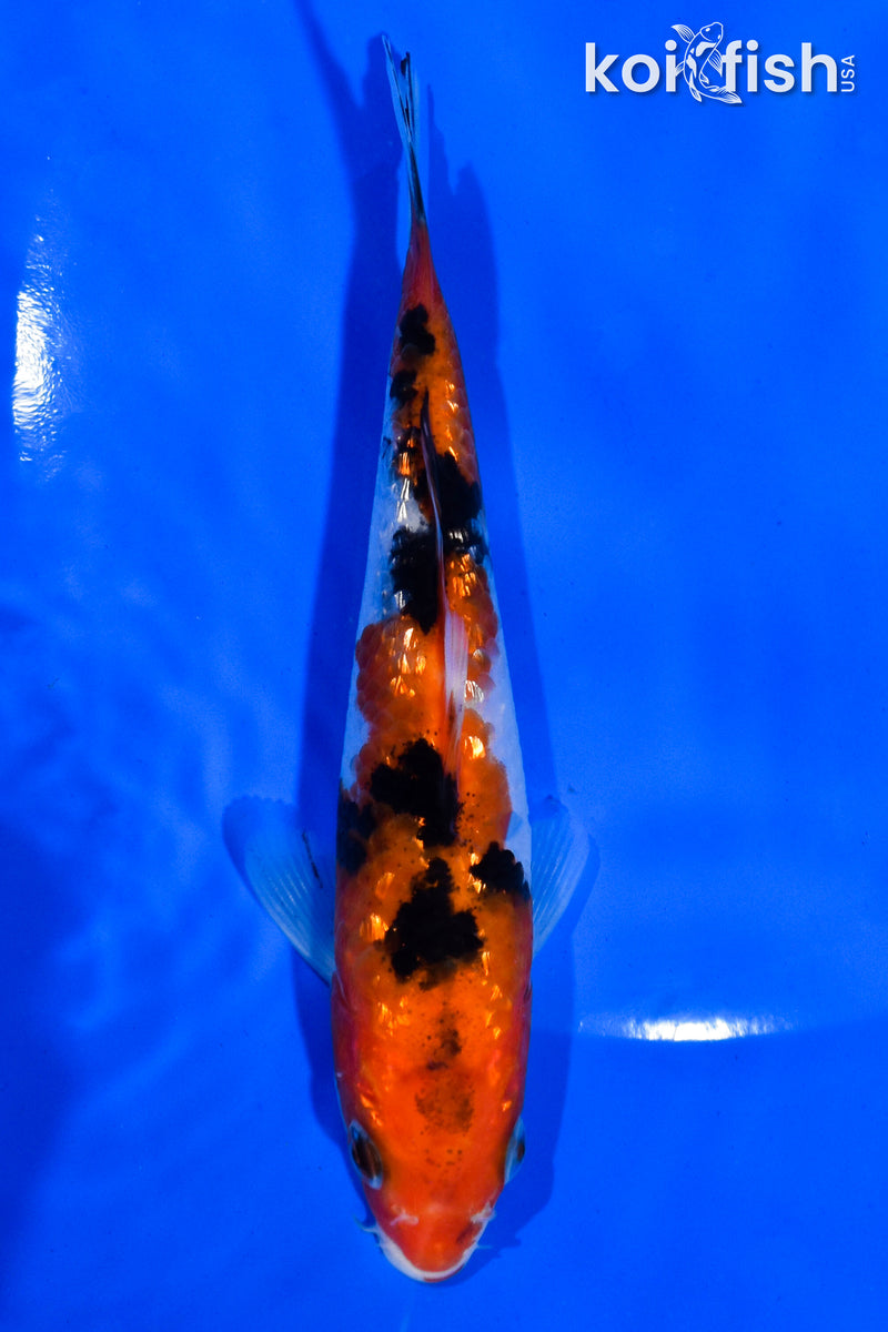 5" GINRIN SANKE