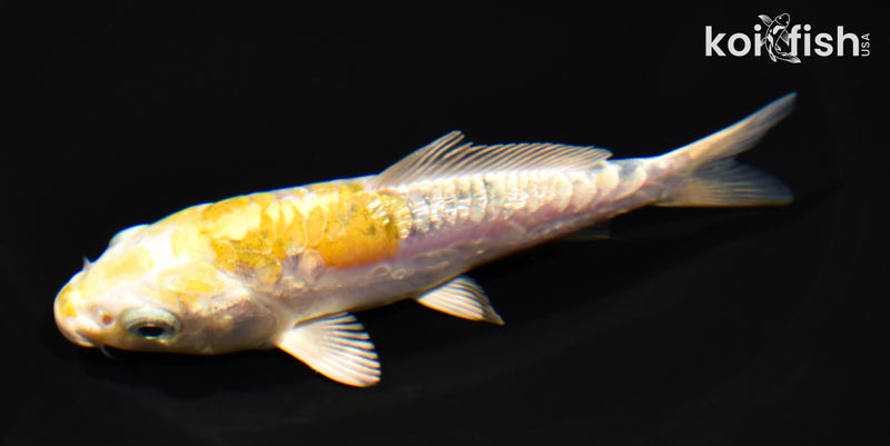 5.25" GINRIN ARAGOKE HEISEI NISHIKI