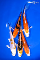 PACK OF (5) 4-5" STANDARD KOI