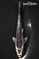 4.5" KUJAKU