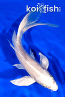 7.25" PLATINUM OGON BUTTERFLY