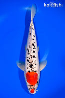 13" GOSHIKI