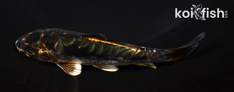 5" BENI KIKOKURYU
