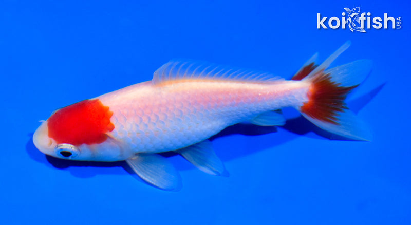 5" WAKIN GOLDFISH