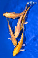 PACK OF (5) 4-5" STANDARD KOI