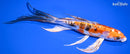 8.5" HEISEI NISHIKI BUTTERFLY