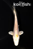 5.5" DOITSU LEMON HARIWAKE