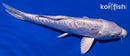 8.5" DOITSU PLATINUM OGON