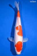 13.5" SANDAN KOHAKU